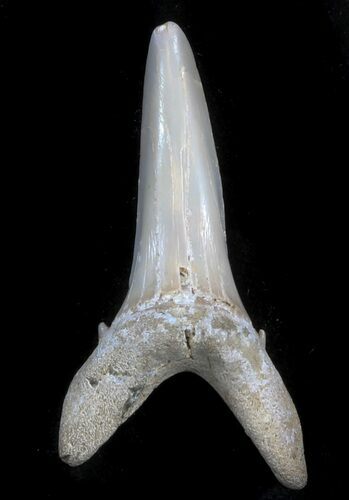 Large Sand Shark (Striatolamia) Tooth - Kazakhstan #34571